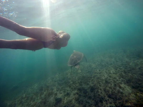 Tortuga marina mexicana nadando bajo el agua con chica 3 — Foto de Stock