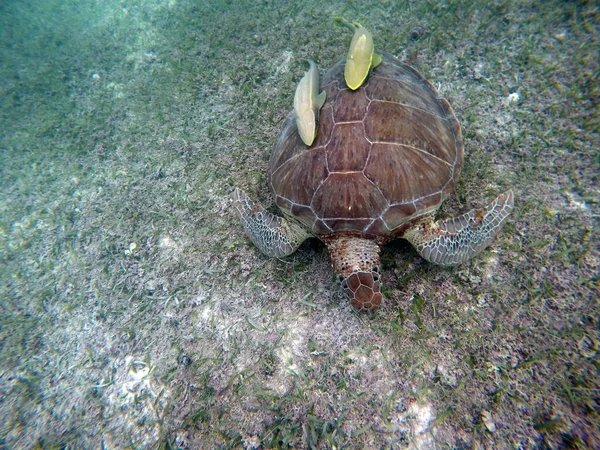 Мексиканська Морська черепаха підводного плавання Acumal bay 8 — стокове фото