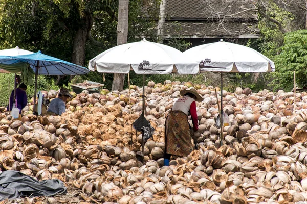 Koh Phangan Tailandia 29.09.2015 trabajadores locales pelando cocos granja Isla Koh Phangan apila nueces con cuchillo de punta de lanza — Foto de Stock