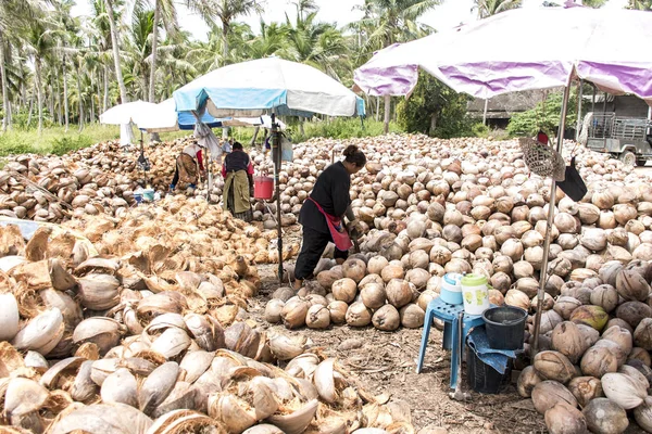 Koh Phangan thailand 28.09.2015 trabajadores locales pelando muchos cocos de la granja en la isla montones de nueces con un cuchillo de punta de lanza — Foto de Stock