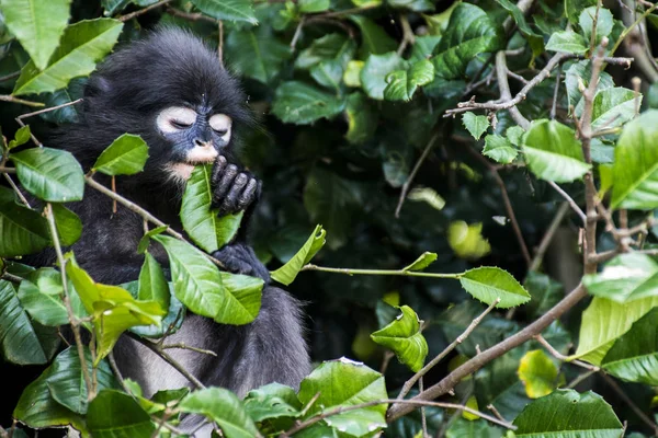 Langur monkey άγριας ζωής που κάθεται σε ένα δέντρο νησί Wua Talap Ang Thong εθνικό θαλάσσιο πάρκο Ταϊλάνδη — Φωτογραφία Αρχείου