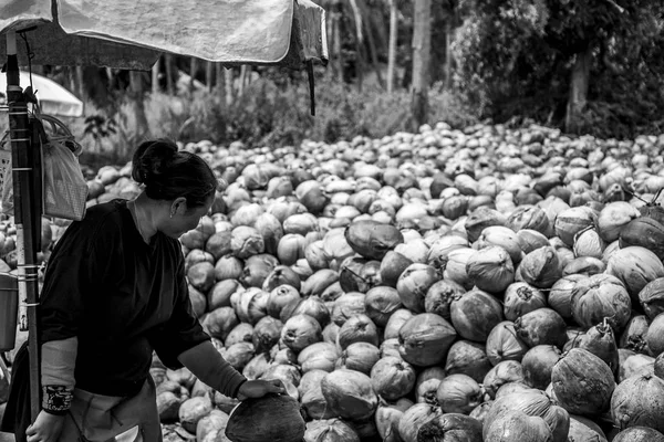 Koh Phangan thailand 28.09.2015 - trabajadores locales pelando muchos cocos de la granja en la isla montones de nueces con un cuchillo de punta de lanza — Foto de Stock