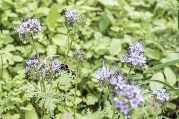 Yaban-arısı closeu bumble bee Phacelia tanacetifolia bal bitki arılar ve böcek için üzerinde — Stok fotoğraf