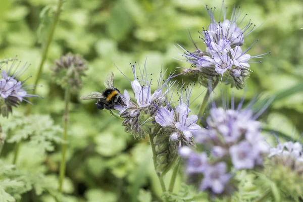 Humla closeu humla på Phacelia tanacetifolia vid honung anläggning för bin och insekter — Stockfoto