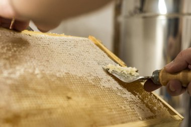 Balpeteği açık, balmumu çatal arıcısı hasat için kapağı açık altın bal yakın plan