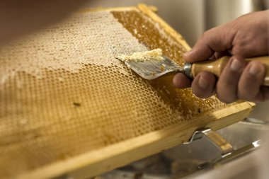 Balpeteği açık, balmumu çatal arıcısı hasat için kapağı açık altın bal yakın plan