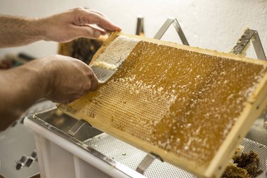 Balpeteği açık, balmumu çatal arıcısı hasat için kapağı açık altın bal yakın plan
