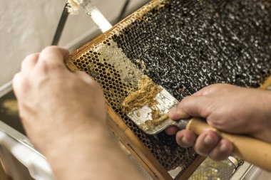 Balpeteği açık, balmumu çatal arıcısı hasat için kapağı açık altın bal yakın plan