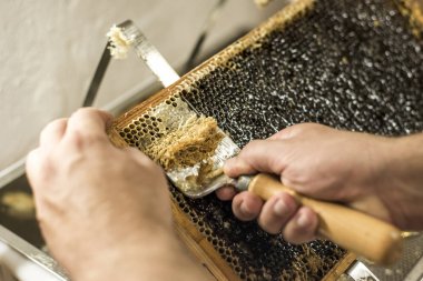 Balpeteği açık, balmumu çatal arıcısı hasat için kapağı açık altın bal yakın plan