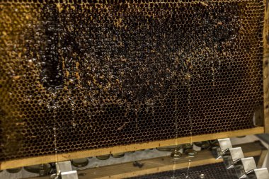 Hasat arka plan ile textspace sırasında akış parlak sarı altın bal tarak tatlı bal damlar