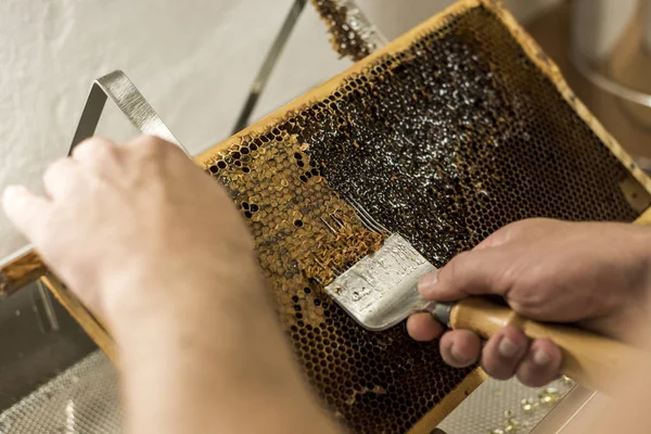 Honeycomb aberto unwaxing garfo apicultor não tampado para a colheita dourado delicioso mel closeup — Fotografia de Stock