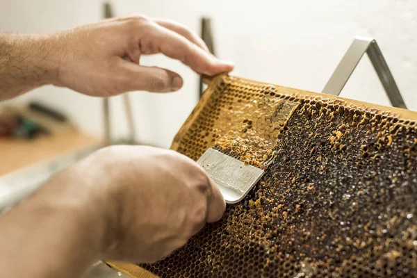 Медовая сота открытая невосковая вилочный пчеловод не закрыт для сбора золота вкусный мед крупным планом — стоковое фото