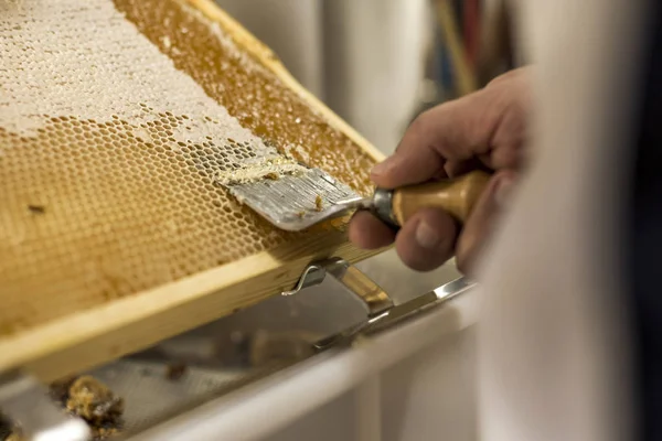 Honeycomb open unwaxing fork beekeeper uncapped for harvest golden delicious honey closeup — Stock Photo, Image