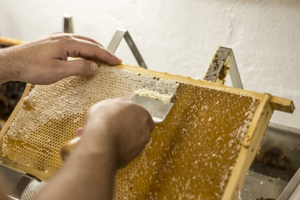 Honeycomb otevřené odvoskování vidlice včelař uncapped pro sklizeň zlatý lahodný med detailní up — Stock fotografie