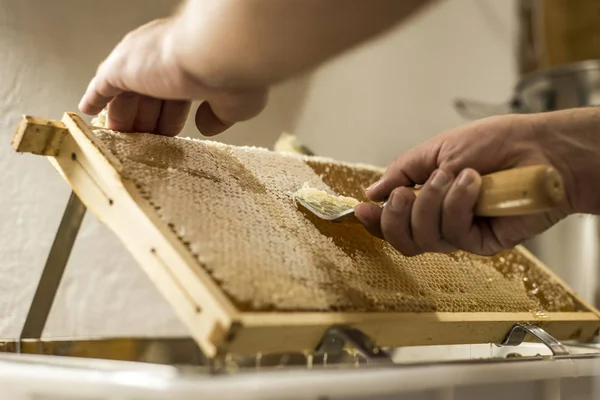 Honeycomb open unwaxing fork beekeeper uncapped for harvest golden delicious honey closeup — Stock Photo, Image