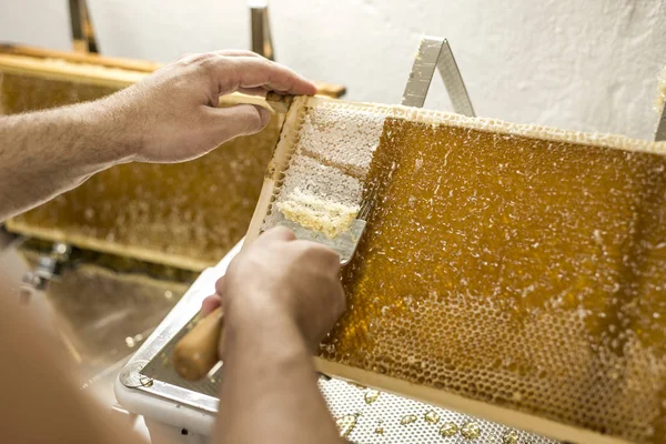 Honeycomb aberto unwaxing garfo apicultor não tampado para a colheita dourado delicioso mel closeup — Fotografia de Stock