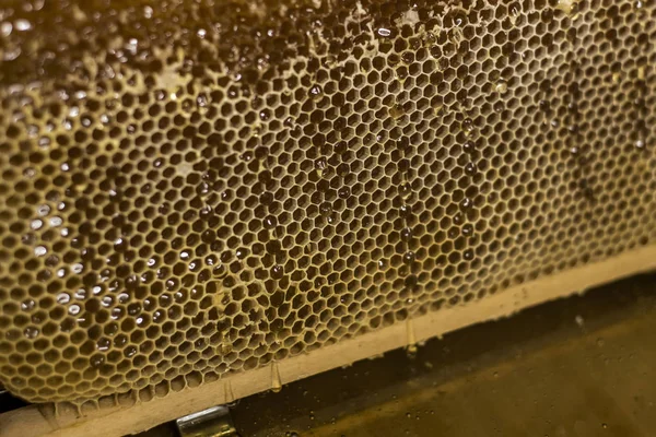 Glanzend geel gouden honing kam zoete honing drupt stroom tijdens oogst achtergrond met textspace — Stockfoto