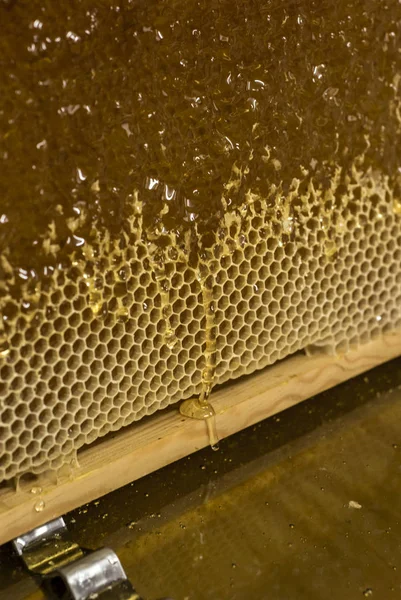 Brillante amarillo dorado miel peine dulce miel gotea flujo durante la cosecha fondo con textspace —  Fotos de Stock