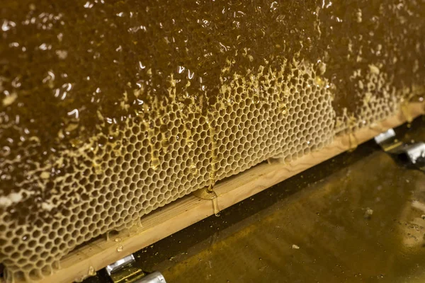 Brilhante amarelo dourado mel pente doce mel gotas fluxo durante a colheita fundo com textspace — Fotografia de Stock