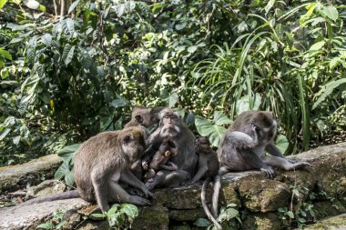 Bali Endonezya Ubud maymun orman aile