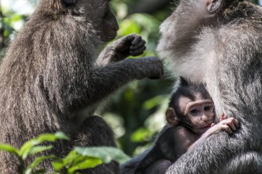 Bali Endonezya Ubud maymun orman aile