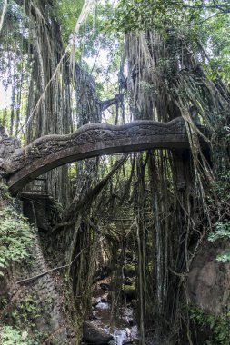 Bali Endonezya Ubud maymun orman liana köprü Tapınağı