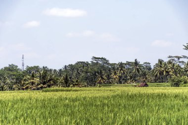 Bali Tegalalang pirinç Teras yeşil alan Ubud