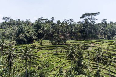 Bali Tegalalang pirinç Teras yeşil alan Ubud