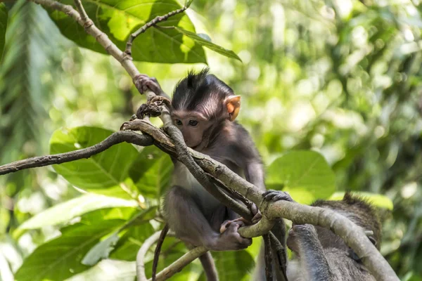 Μπαλί Ινδονησία Ubud Monkey Forest μωρό αναρρίχηση — Φωτογραφία Αρχείου