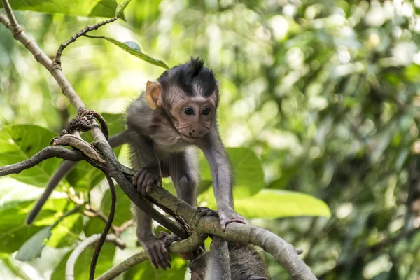 Μπαλί Ινδονησία Ubud Monkey Forest μωρό αναρρίχηση — Φωτογραφία Αρχείου