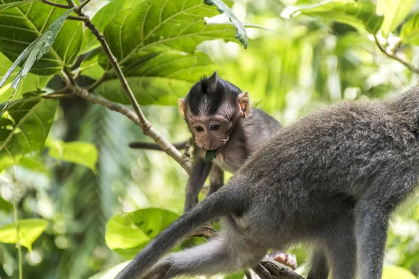 Μπαλί Ινδονησία Ubud Monkey Forest μωρό αναρρίχηση — Φωτογραφία Αρχείου