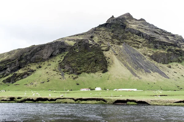 緑の草羊とアイスランドの壮大な風景 — ストック写真