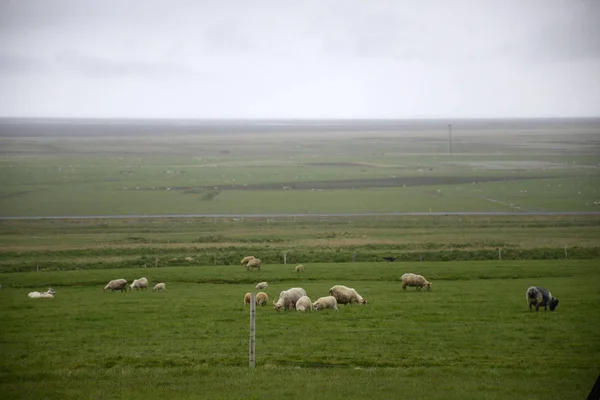 푸른 잔디 양 2 아이슬란드에 장엄한 풍경 — 스톡 사진