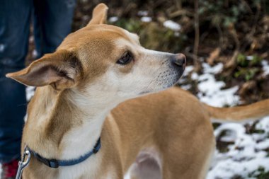 Küçük tüylü köpek Portekizce yorgunluk mavi yaka Podengo