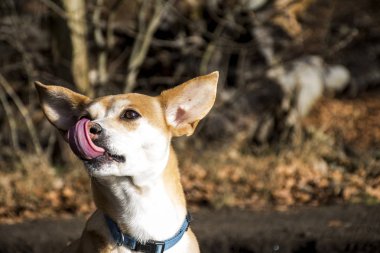 Küçük tüylü köpek Portekizce yorgunluk mavi yaka Podengo