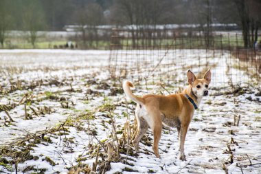 Küçük tüylü köpek Portekizce yorgunluk mavi yaka Podengo