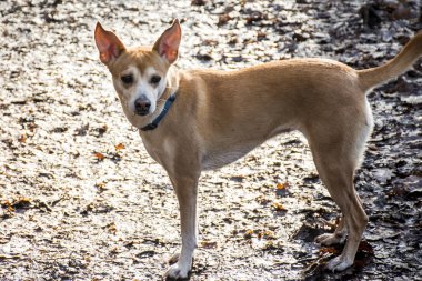 Küçük tüylü köpek Portekizce yorgunluk mavi yaka Podengo