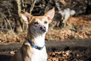 Küçük tüylü köpek Portekizce yorgunluk mavi yaka Podengo