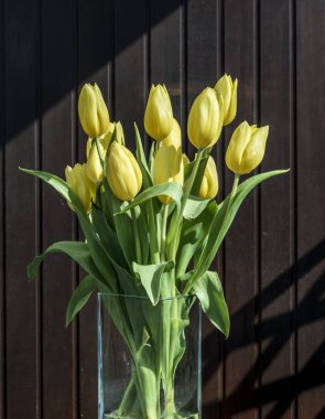 güzel Sarı laleler kova bahar dekorasyon çiçek Lale kahverengi arka plan