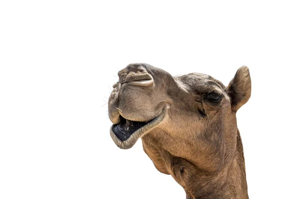 Engraçado olhando sorrindo camelo isolado em um fundo branco — Fotografia de Stock