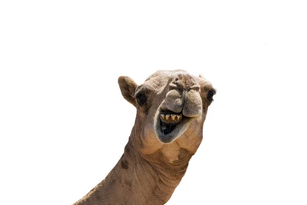 Camello sonriente de aspecto divertido aislado sobre un fondo blanco —  Fotos de Stock