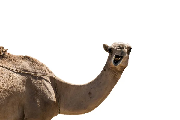 看起来很滑稽的微笑骆驼孤立在白色背景上 — 图库照片