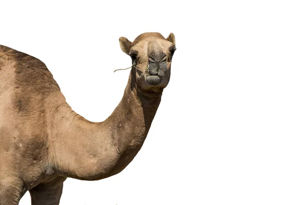 Grappig op zoek lachende kameel geïsoleerd op een witte achtergrond — Stockfoto