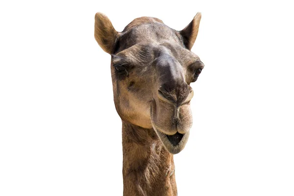 Αστείο αναζητούν χαμογελώντας καμήλα που απομονώνονται σε λευκό φόντο — Φωτογραφία Αρχείου