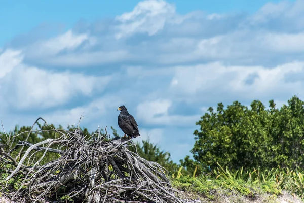 Hawk gratis falcon wildlife vogel mexico yucatan — Stockfoto