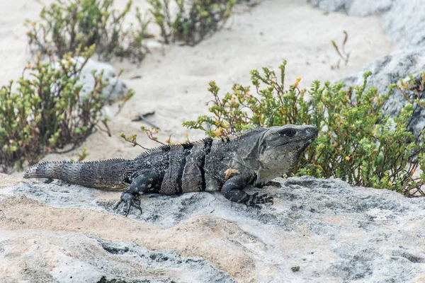 Mexico wildlife free iguana living lizard beach 8 — Stock Photo, Image