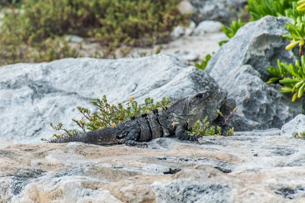墨西哥野生动物自由鬣蜥生活蜥蜴海滩 5 — 图库照片