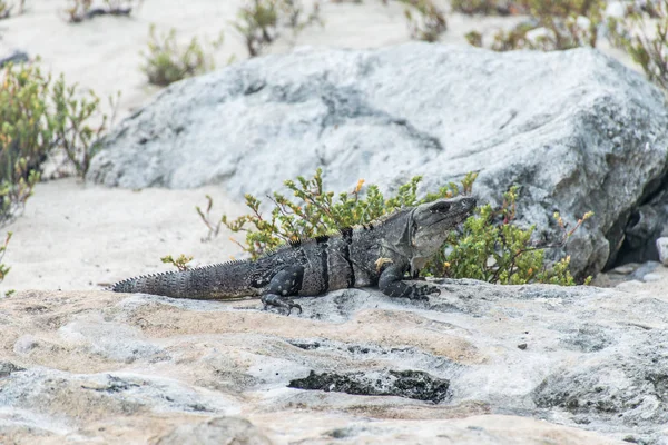 Mexico wildlife free iguana living lizard beach 7 — Stock Photo, Image