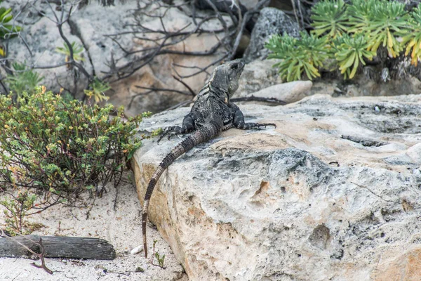 Mexico wildlife gratis iguana hagedis strand 4 wonen — Stockfoto