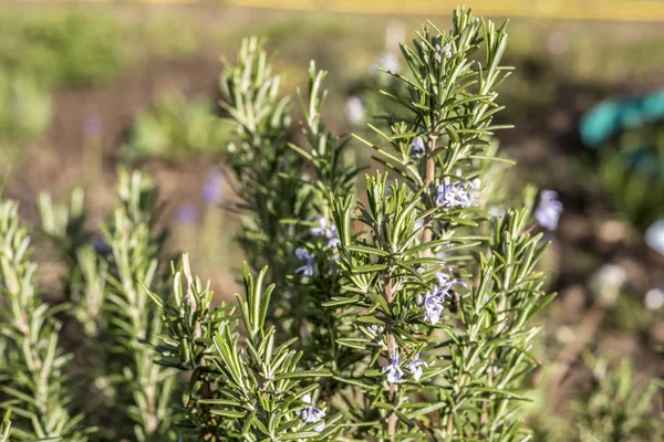 Rosemary blossom in herb garden closeup detail color